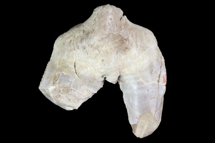Fossil Shark (Xenacanthus) Tooth - Texas #136341